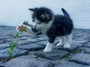La Curiosità, una dote spesso incompresa quindi, poco valorizzata